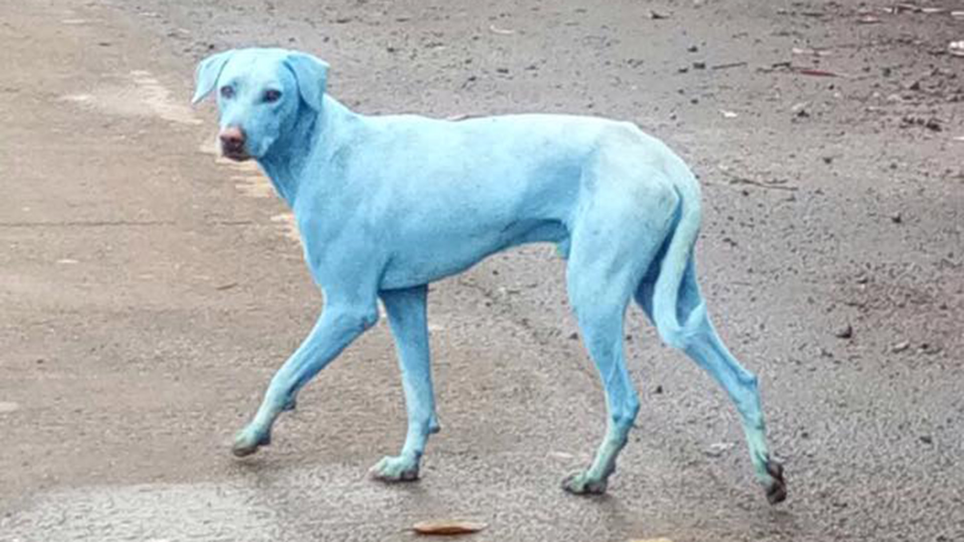 La contaminación en India hace que los perros se vuelvan azules