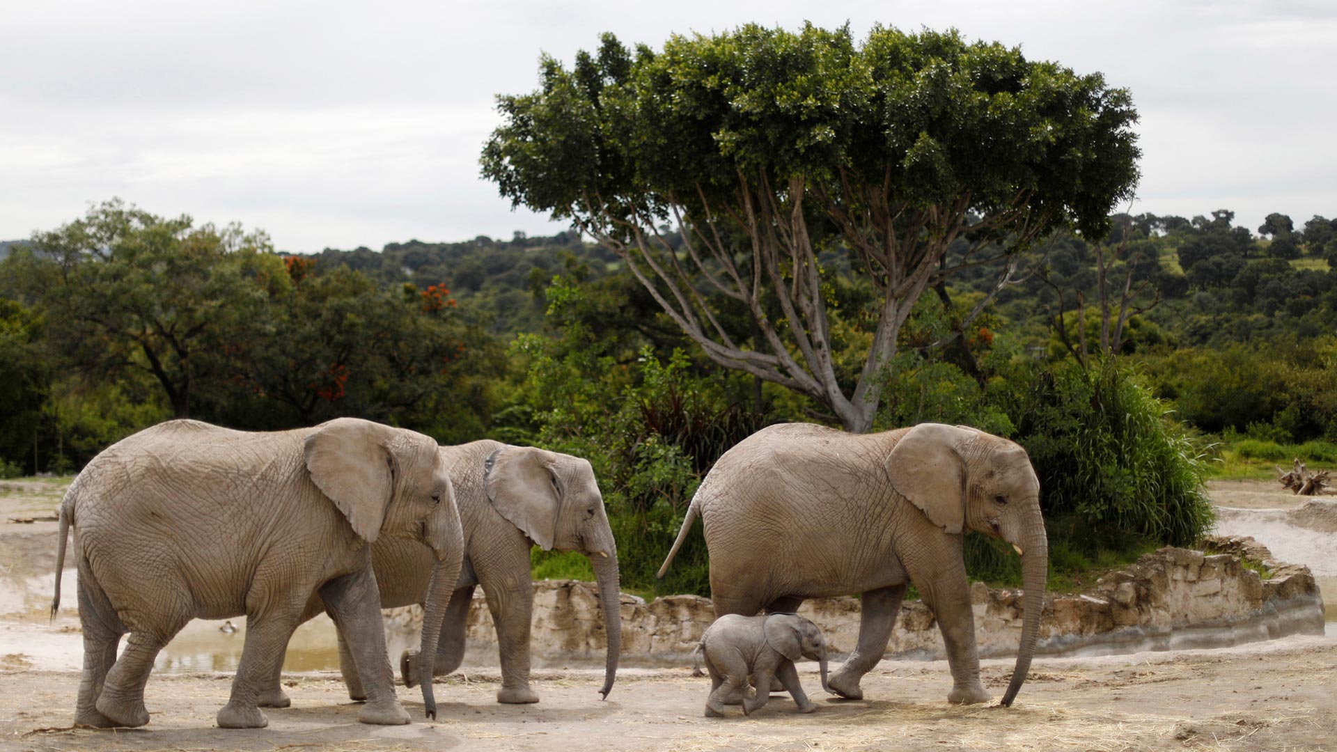 Los elefantes ocupan cada vez más espacio en el mundo