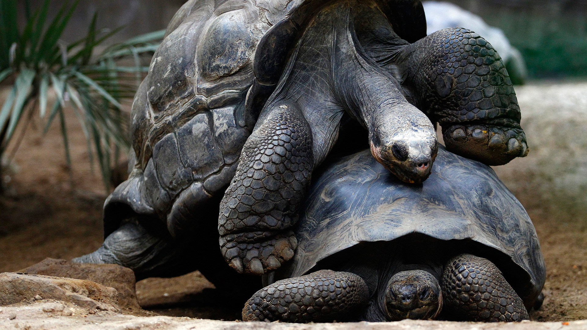 Los vibradores pueden salvar a las tortugas de la extinción