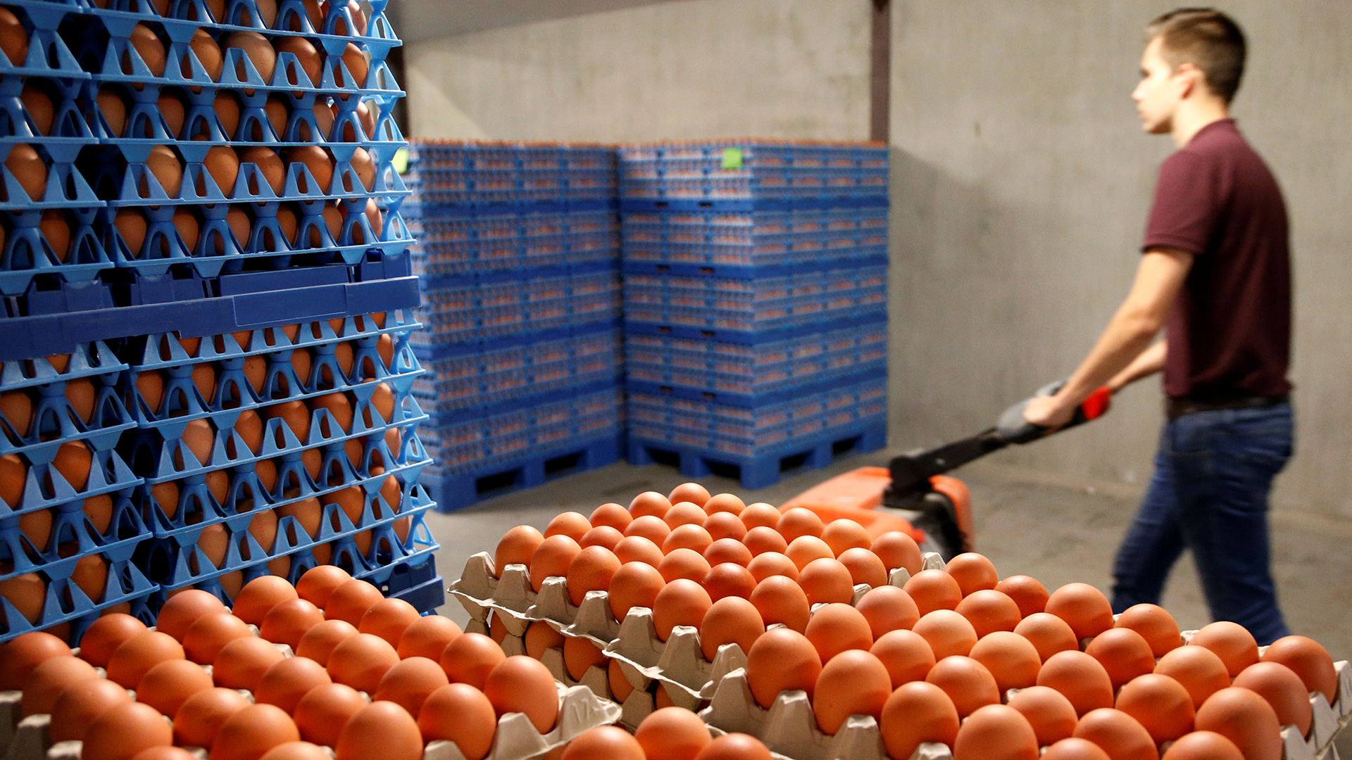 Retirada en Cataluña una partida de huevos contaminados con fipronil
