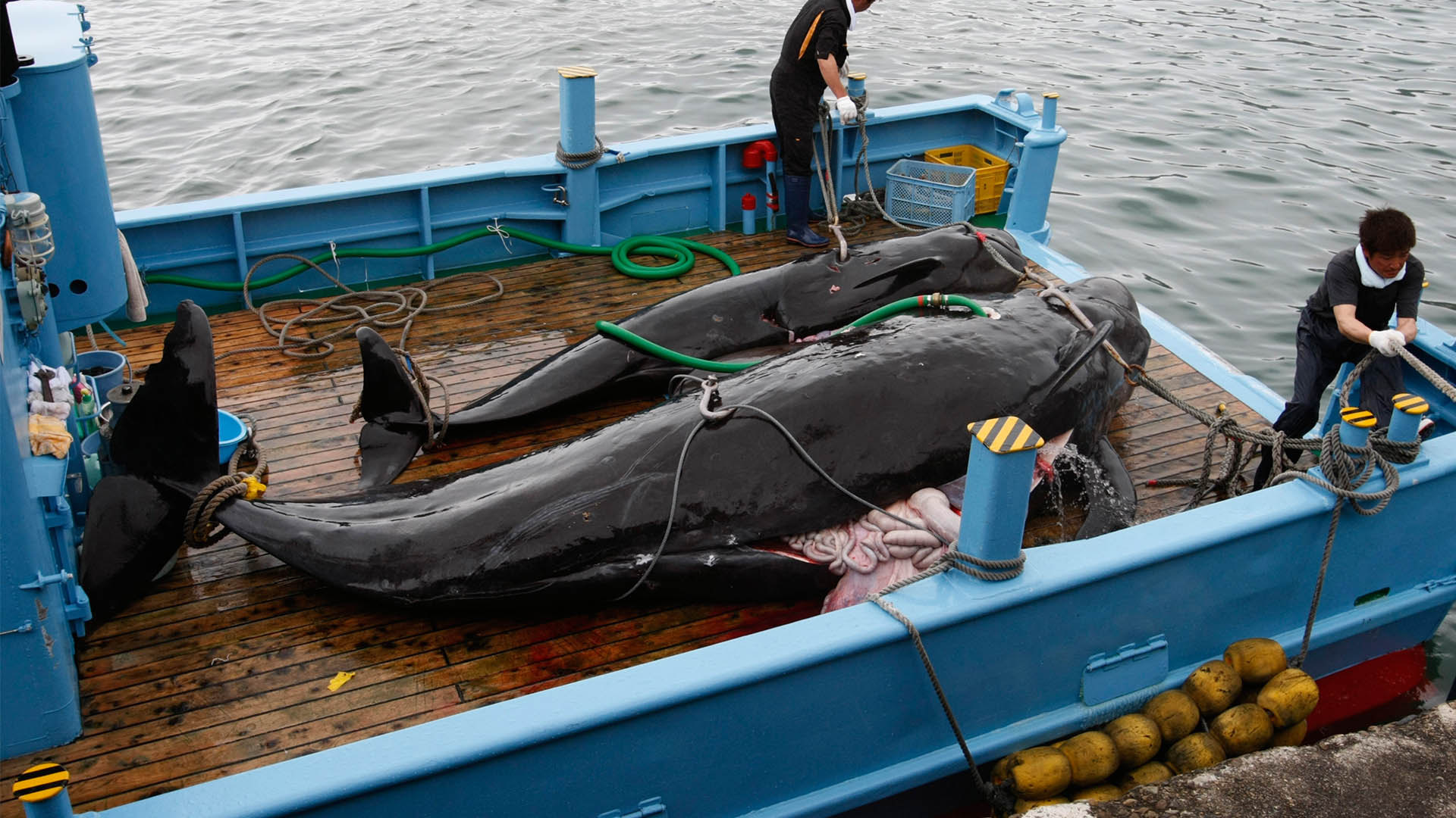 Sea Shepherd renuncia a su campaña contra la caza de ballenas en Japón