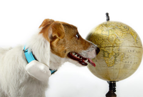 Un geolocalizador para perros 100% hecho en España