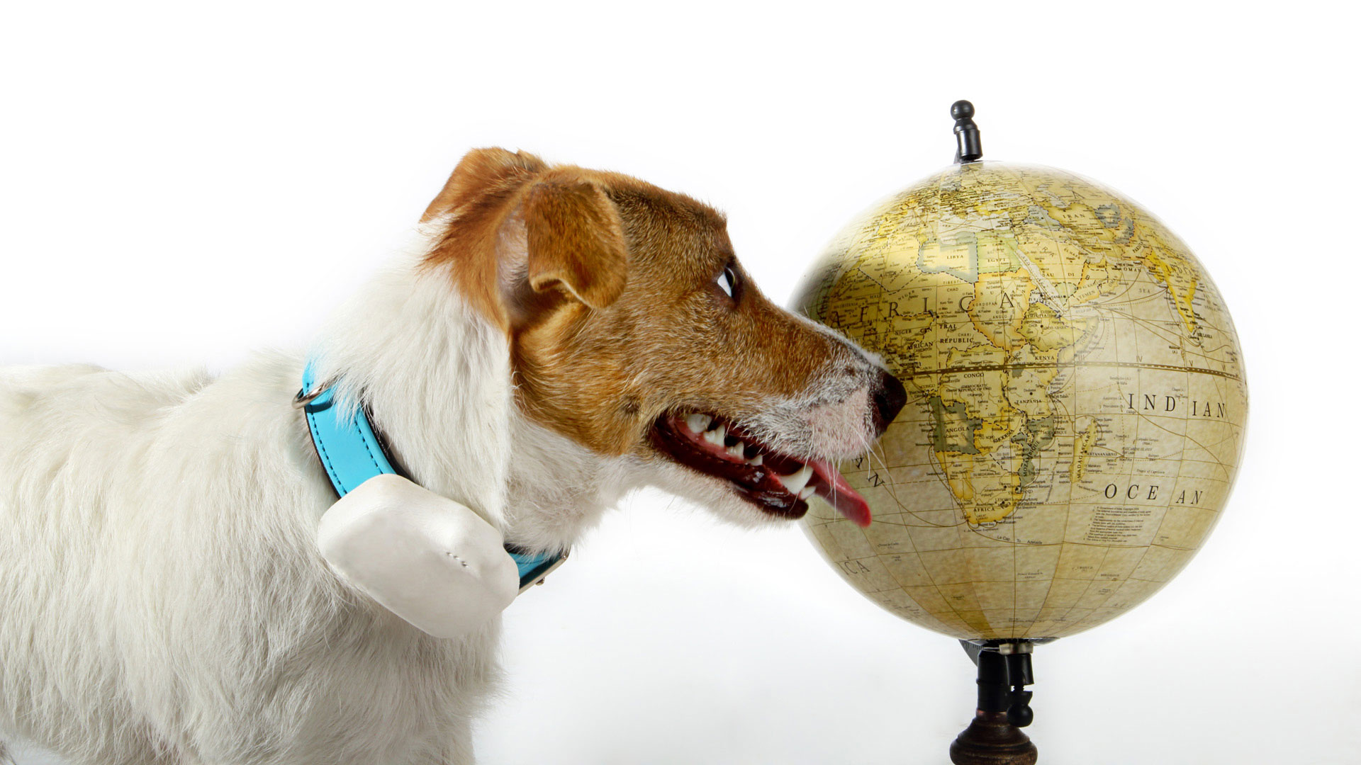 Un geolocalizador para perros 100% hecho en España
