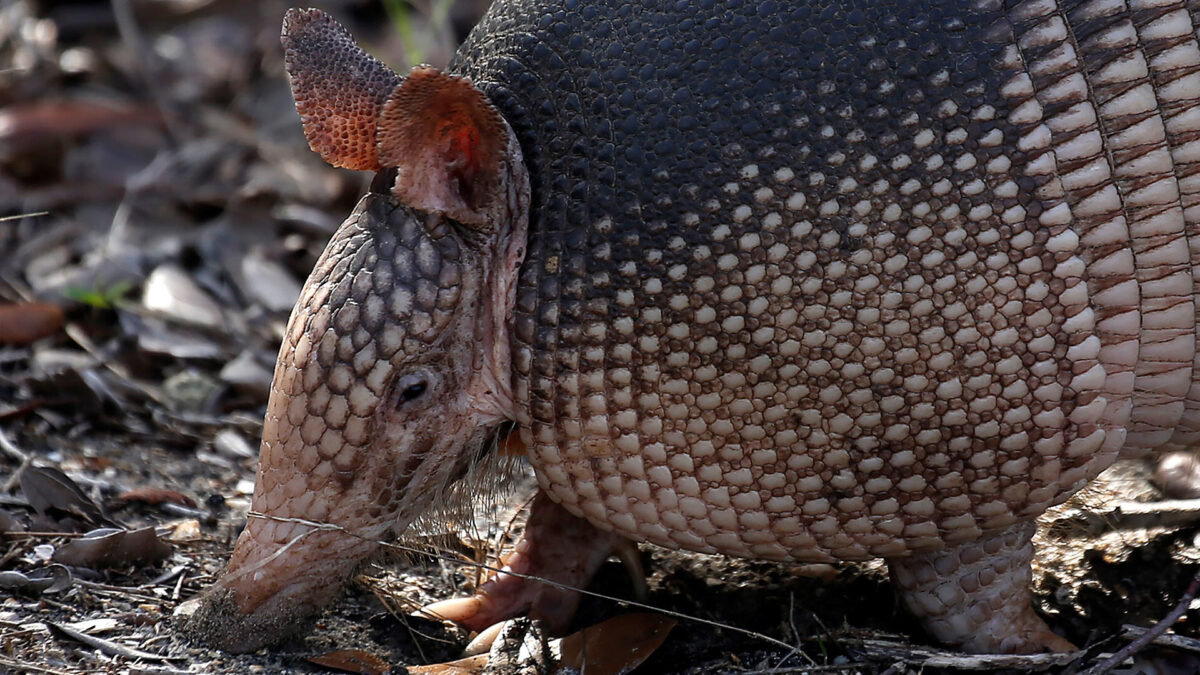 Un hombre dispara a un armadillo y acaba herido en la cara tras rebotar la bala en el animal