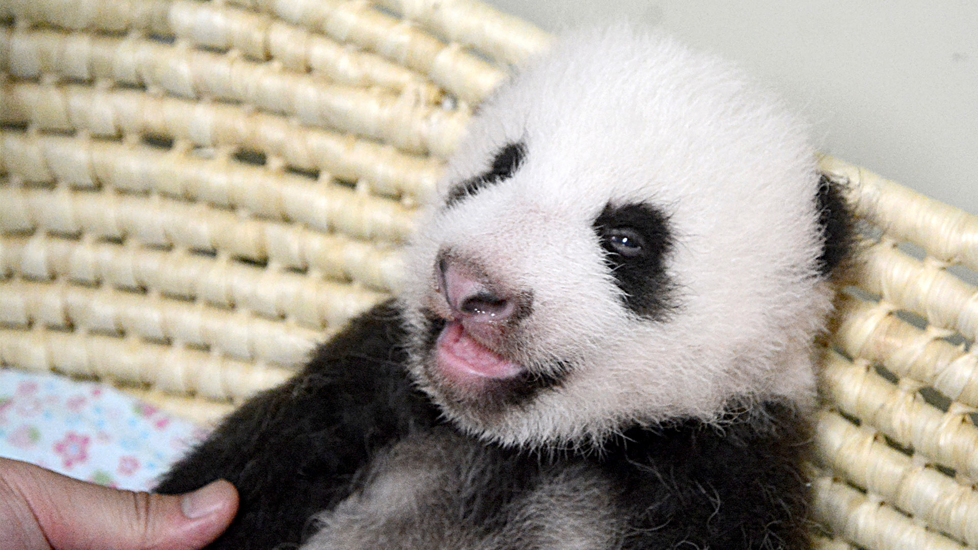 Un panda gigante da a luz a dos gemelos a la edad récord de 23 años