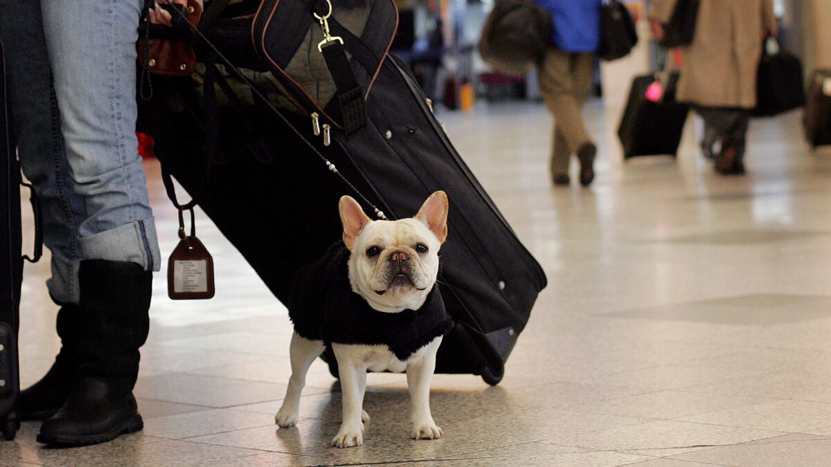 Un perro reclama 400 euros a KLM por el retraso de un vuelo a Ámsterdam