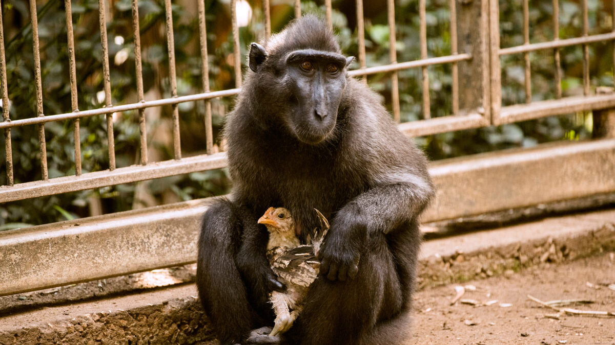 Una mona adopta un pollo en un zoo de Israel