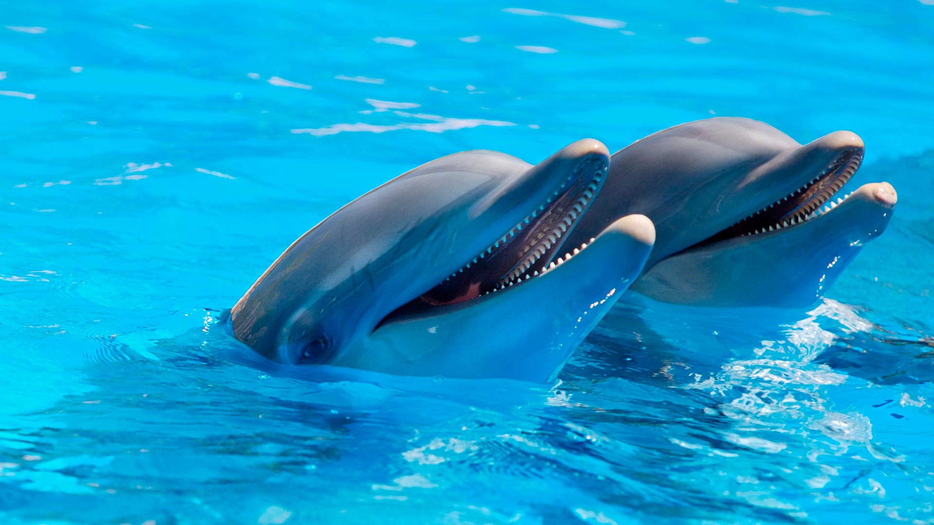 Unos 119 delfines han muerto este año en costas de Rumanía