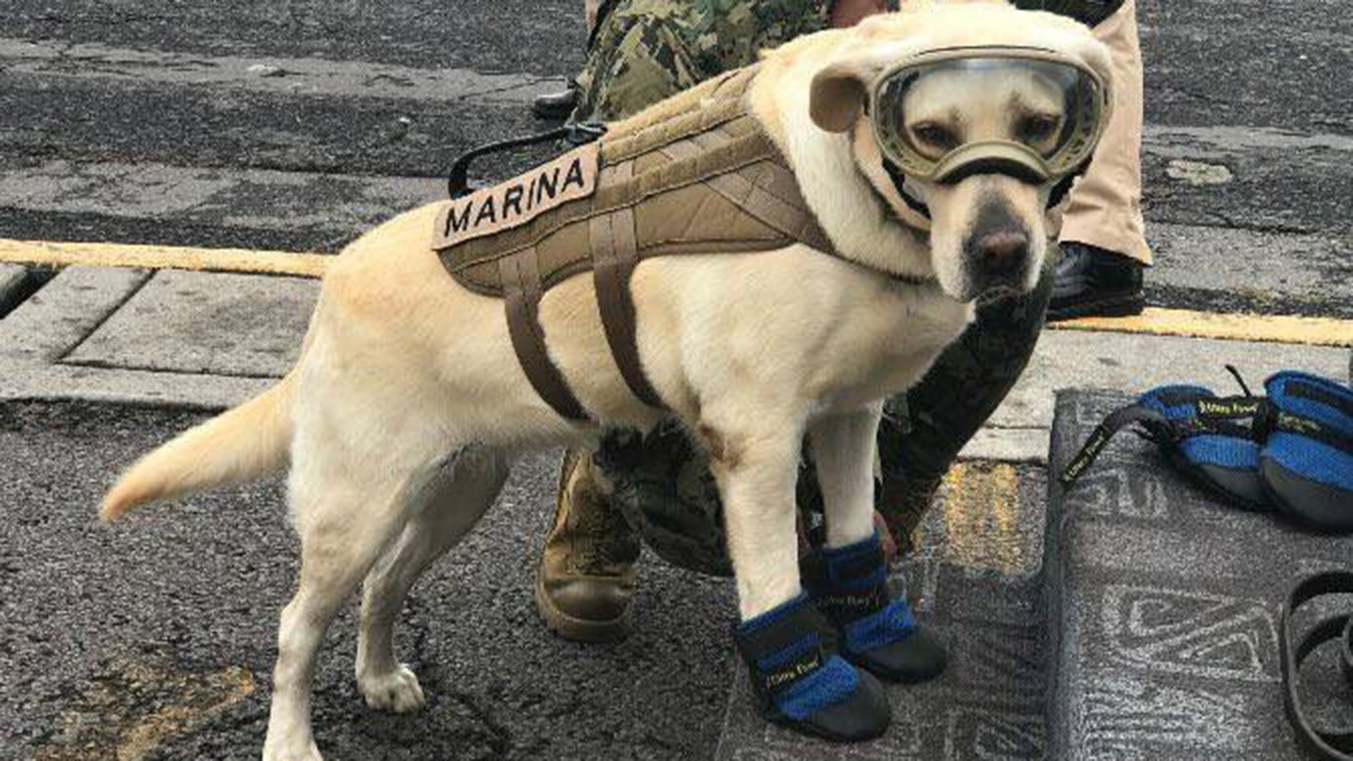 Algunos héroes tienen cuatro patas: Frida, la perra que ha rescatado a más de 50 personas