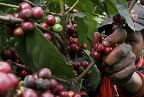 El calentamiento global pone en peligro la producción de café latinoamericano