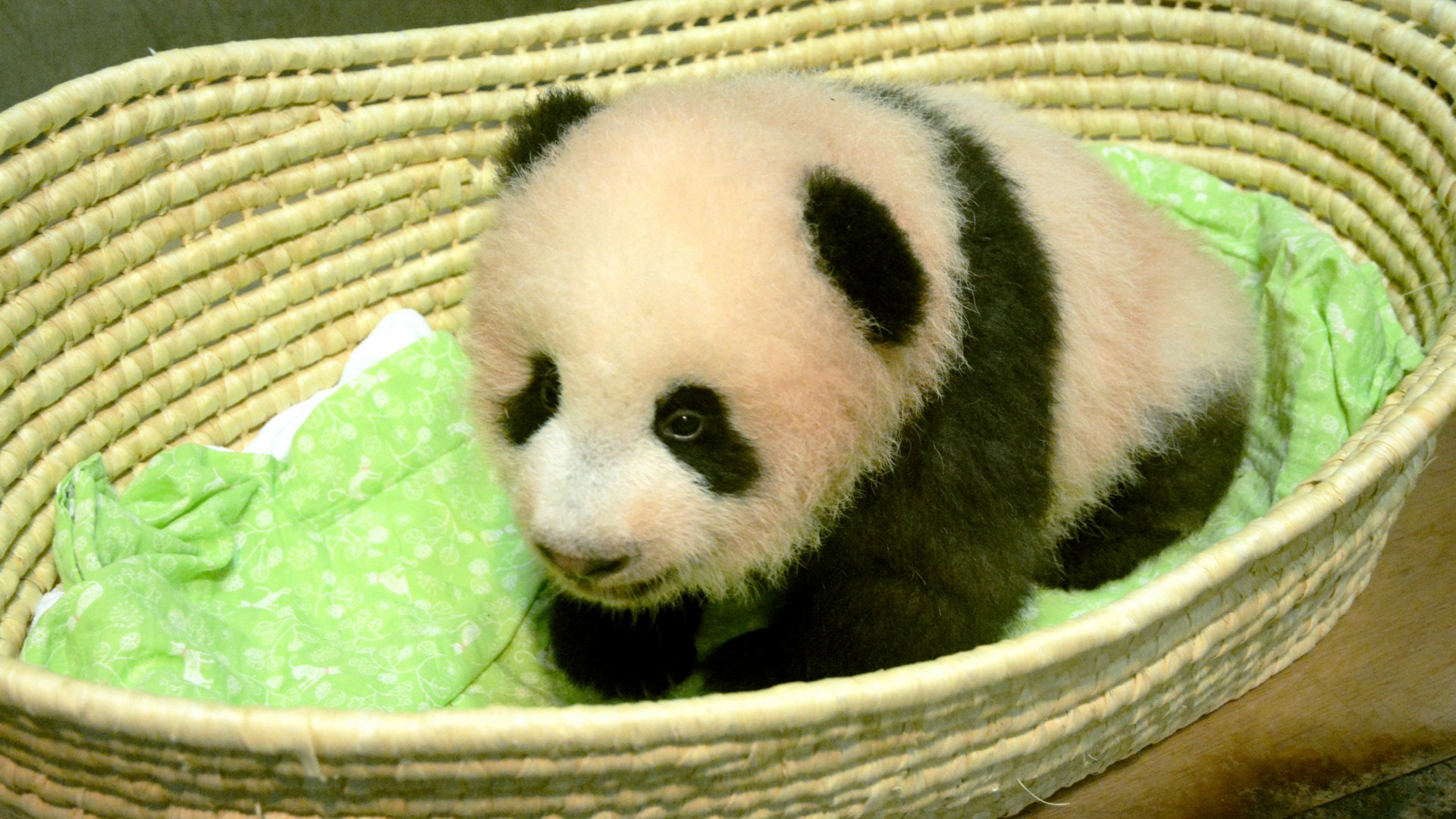 La cría de panda gigante del zoo de Tokio se llamará Xiang Xiang