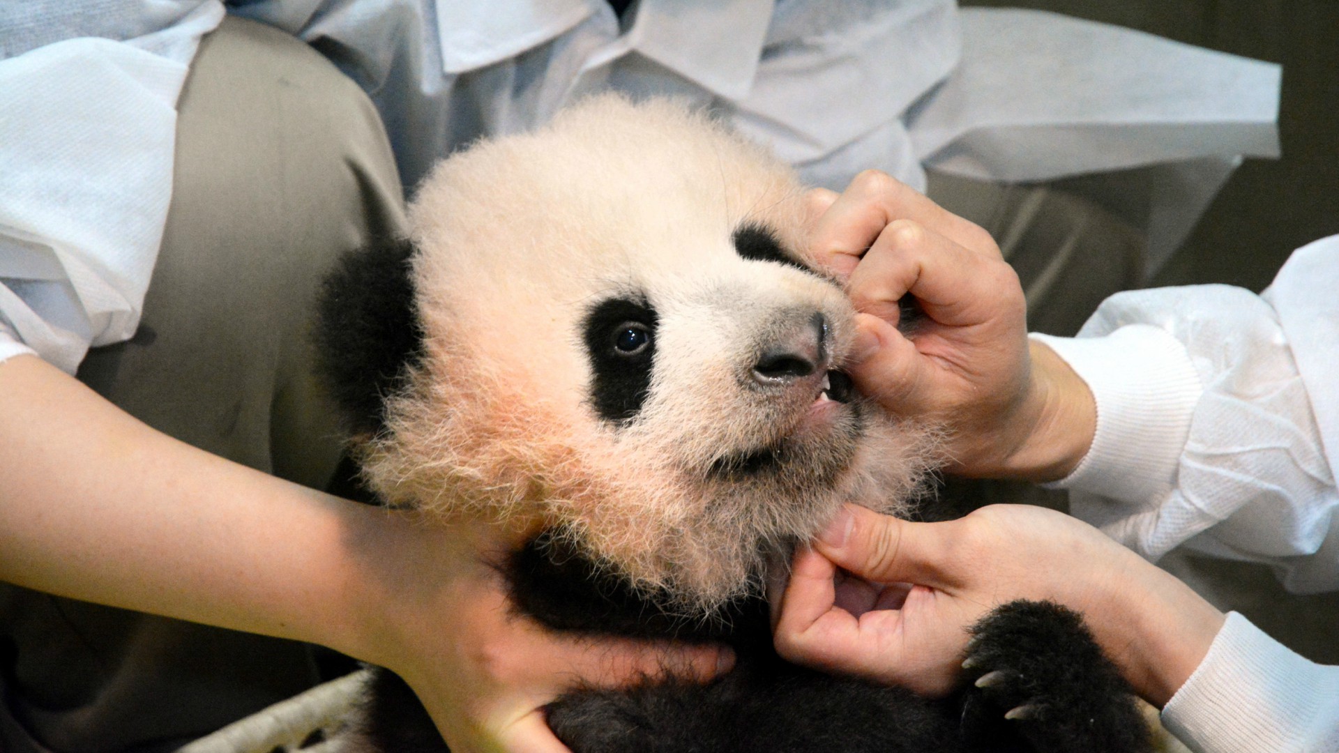 La cría de panda gigante del zoo de Tokio se llamará Xiang Xiang 1