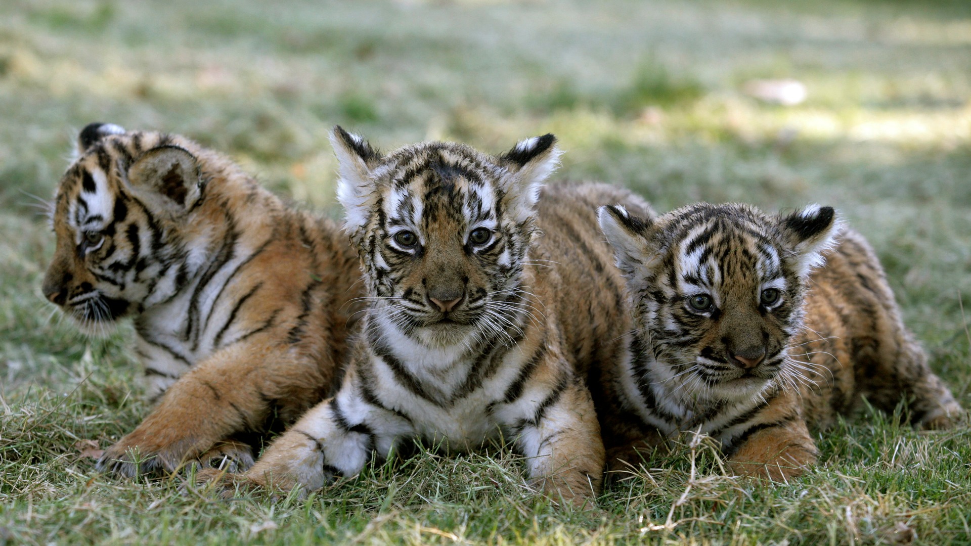 Los tigres regresan a un país donde hace 70 años estaban extintos