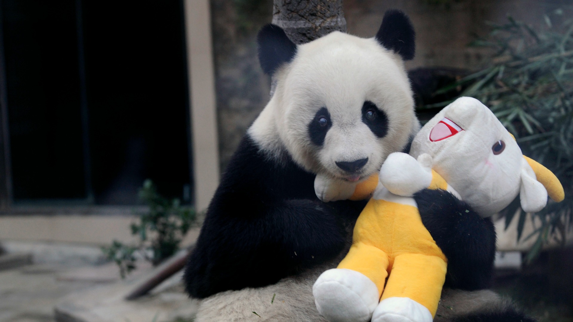 Muere Basi, la panda más longeva del mundo en cautiverio