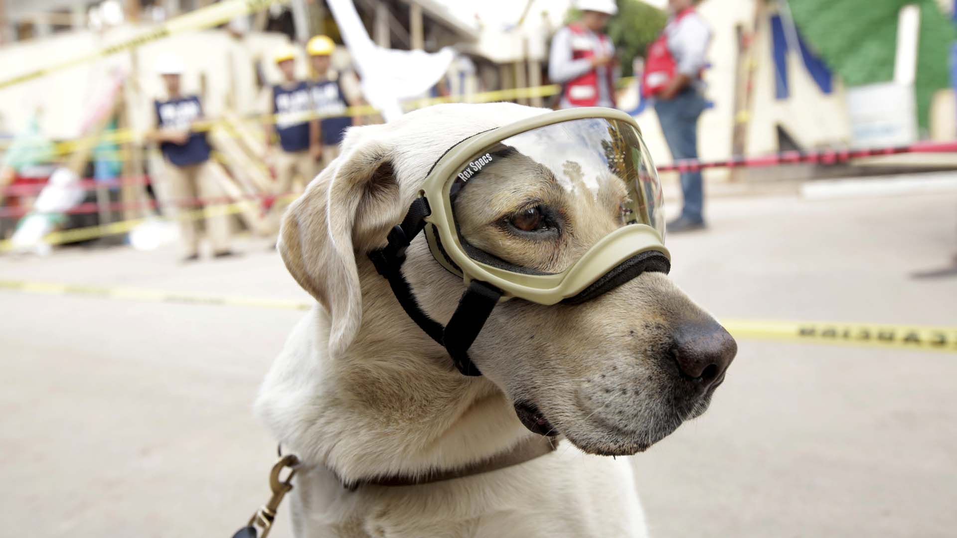 Perros rescatistas: Los héroes de cuatro patas