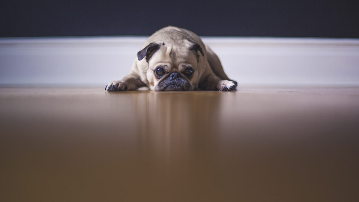 ¿Se lleva mejor la vuelta al trabajo si nos acompaña nuestro perro?