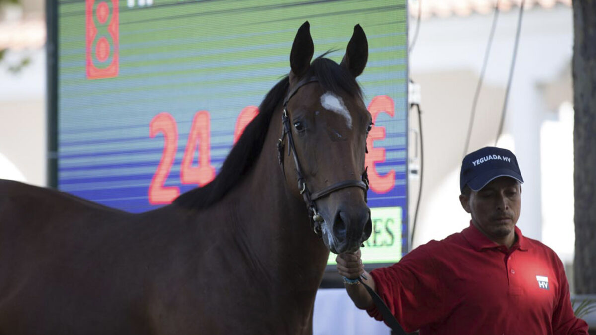 Subastas de caballos: entre el glamour y la pasión