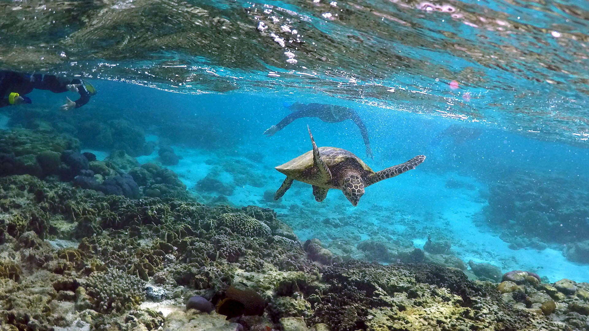 Un caracol gigante es la última esperanza para salvar la Gran Barrera de Coral de Australia