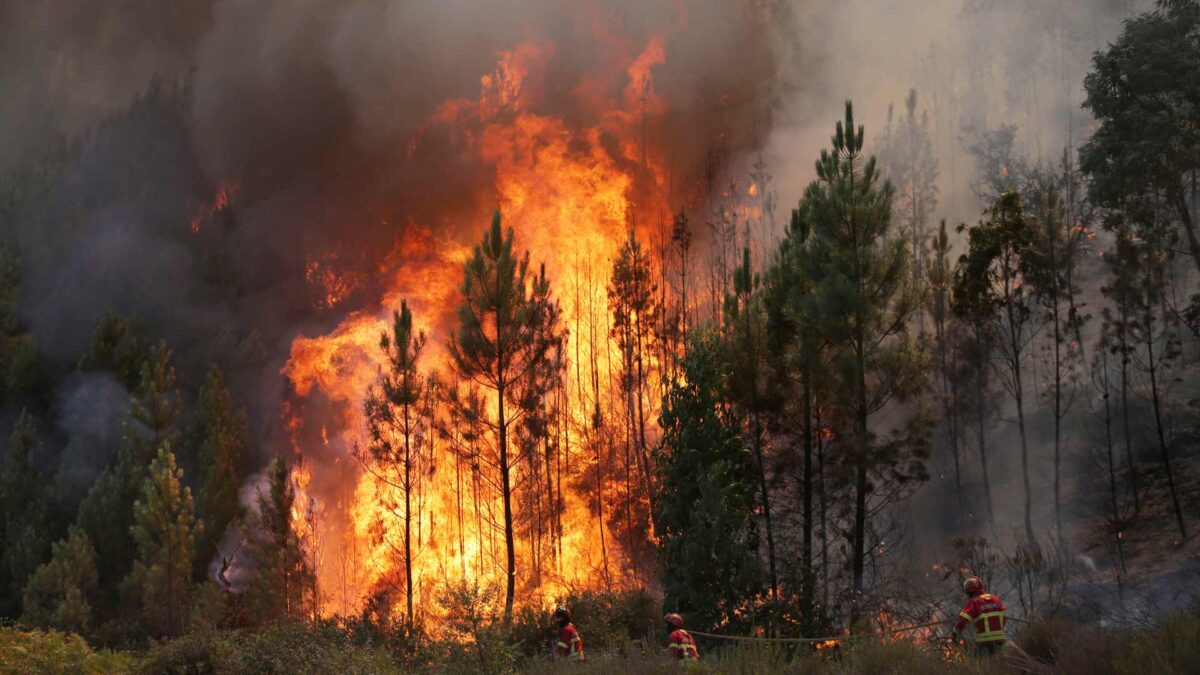 La deforestación en el mundo ha aumentado un 51% en el último año