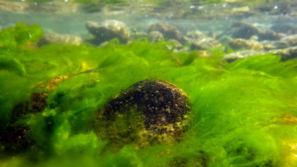 Baikal, el lago más profundo del mundo está en peligro