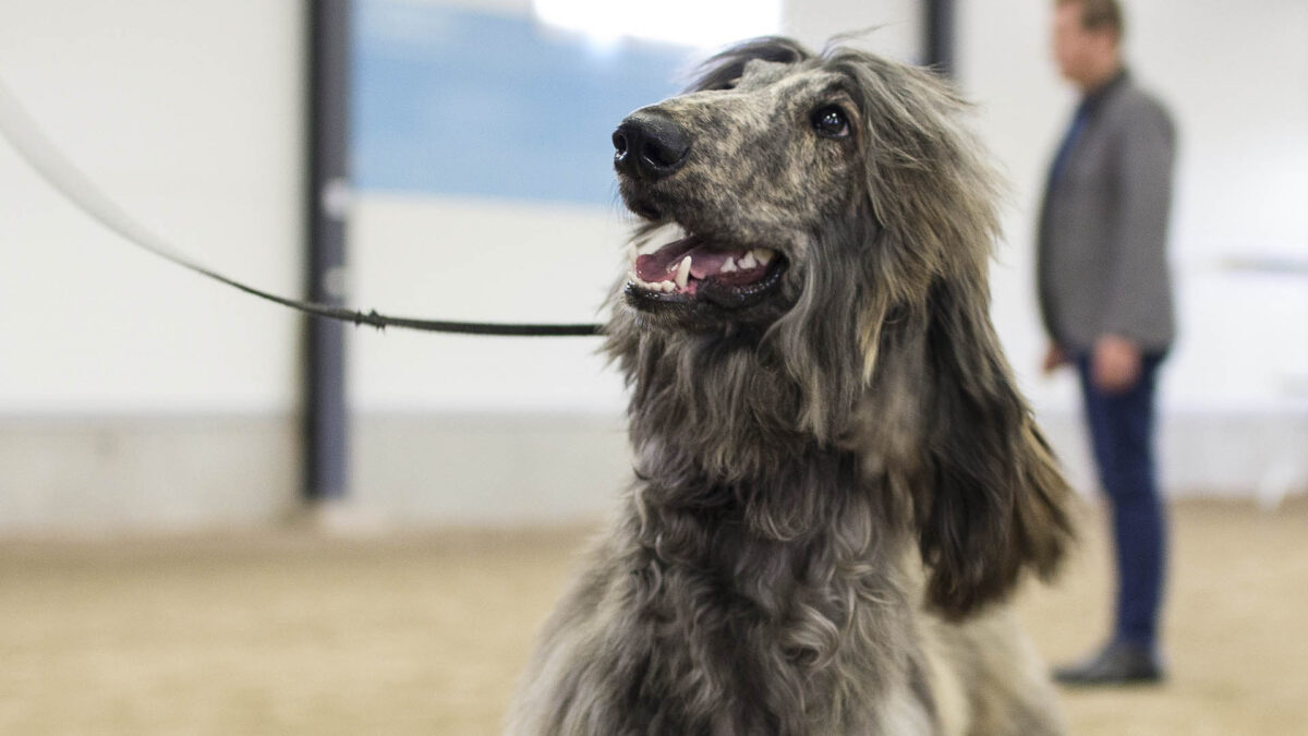 El perro como elemento humanizador del juzgado