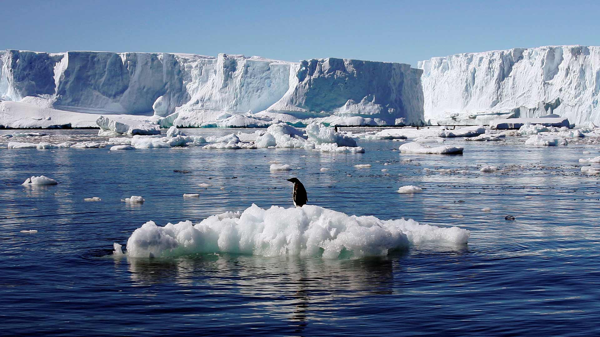 El WWF propone crear un área marina protegida en la Antártida ante la muerte masiva de pingüinos