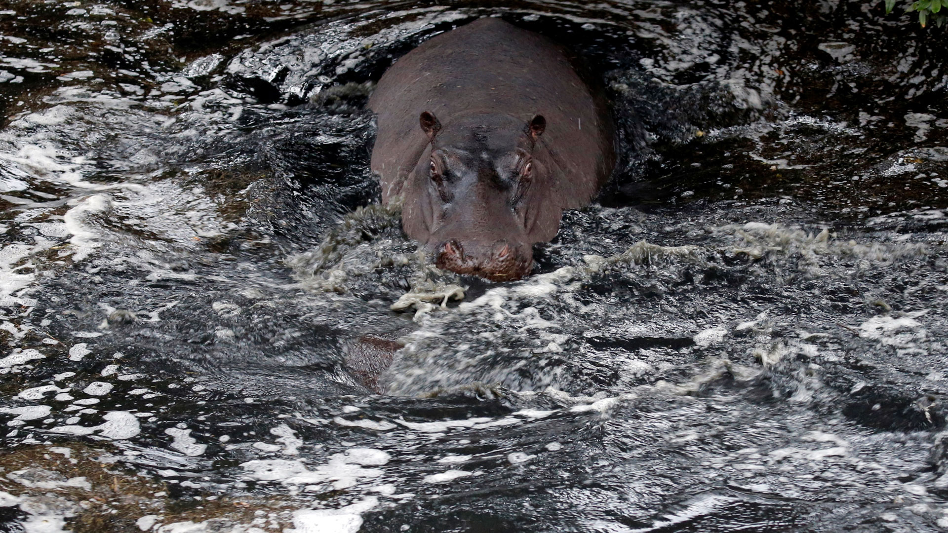 Hallan más de cien hipopótamos muertos en un río de Namibia por la "enfermedad del carbón"