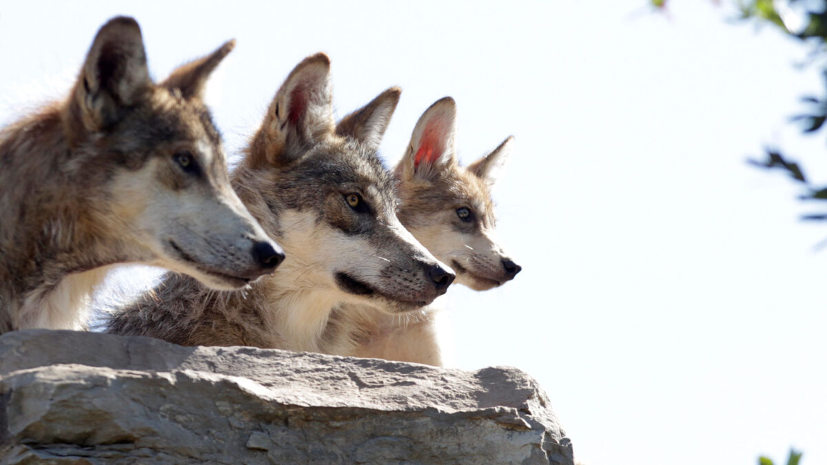 Los lobos son más colaboradores entre ellos que los perros, según un informe