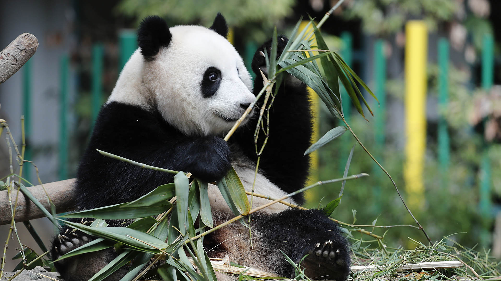 Los pandas ya no están en peligro, pero su hábitat sí