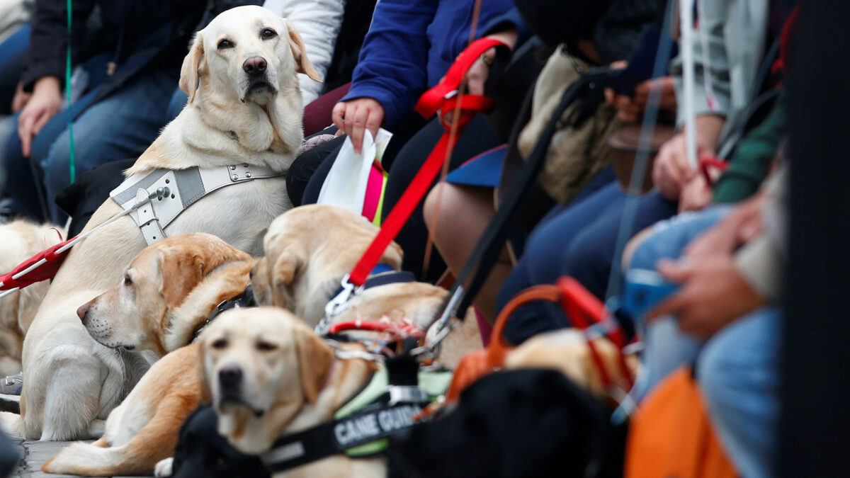 Los perros usan más expresiones faciales cuando se les presta atención