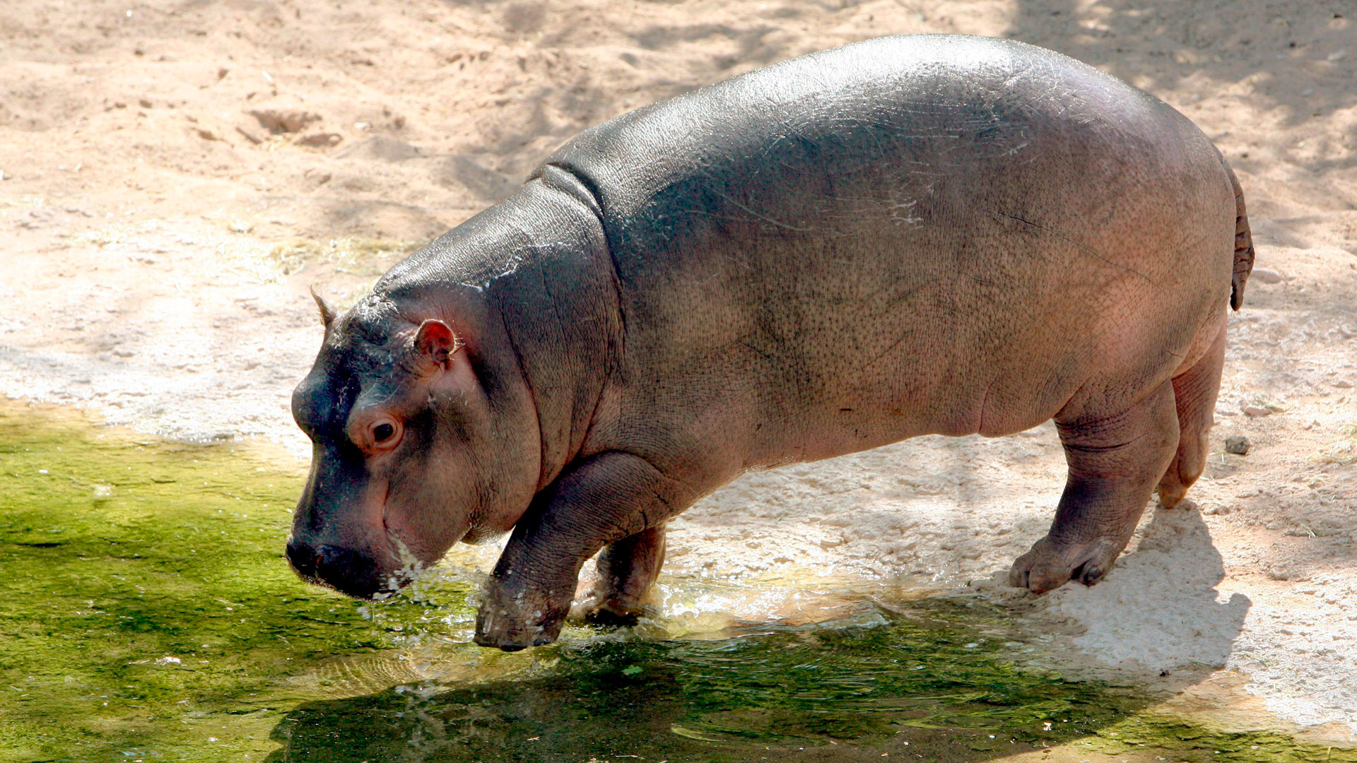 ¿Qué es la enfermedad del carbón que ha matado a más de 100 hipopótamos en Namibia?