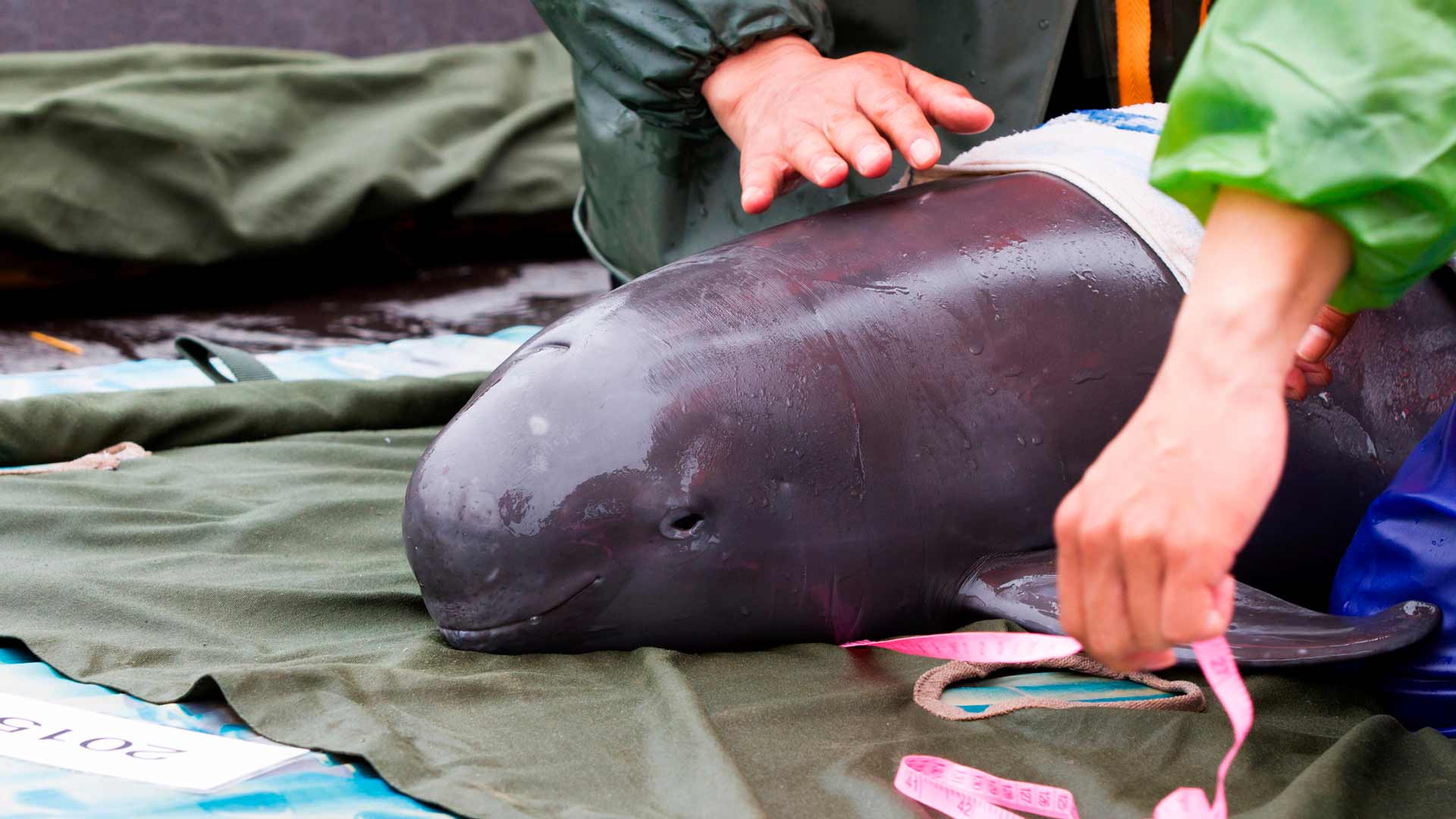 Rescatan a la primera vaquita marina en México