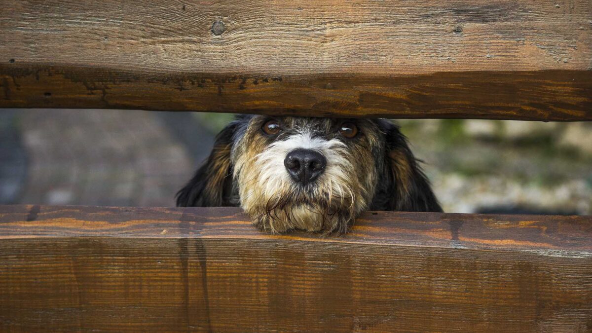 ¿Tu perro es un experto poniendo caras? ¡Sorpresa! No lo hace para conseguir comida