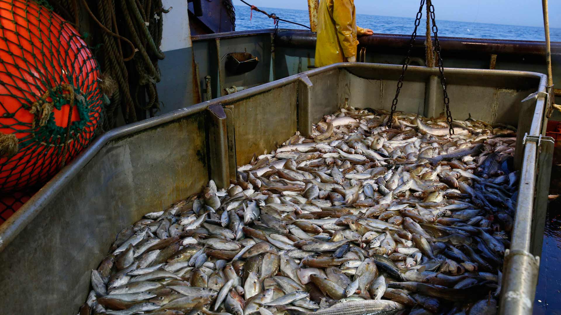 Un estudio exige a la flota de Reino Unido que coloque monitores y controle la sobrepesca