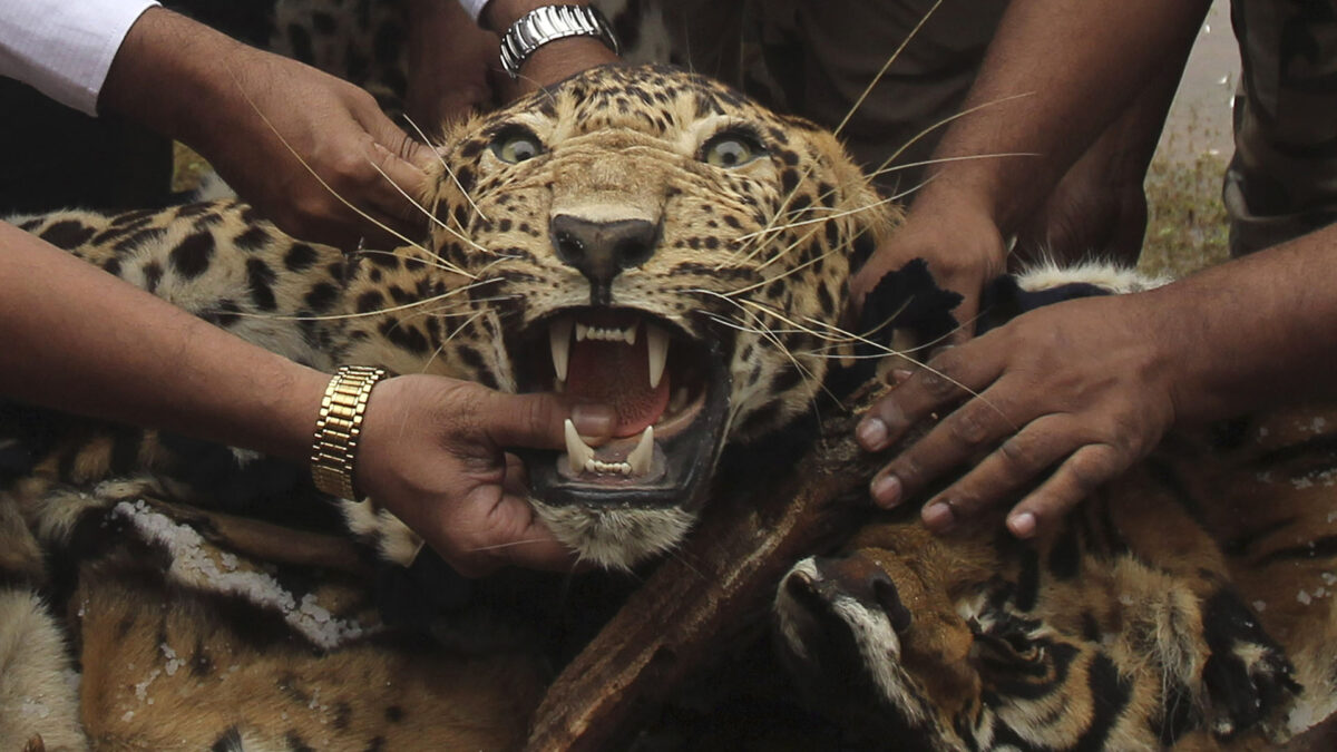 Un leopardo obliga a detener la producción de una fábrica automovilística india