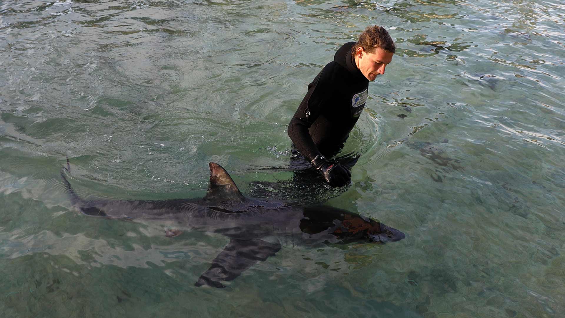 Un nuevo parque marino en el Pacífico protegerá el ecosistema de los tiburones