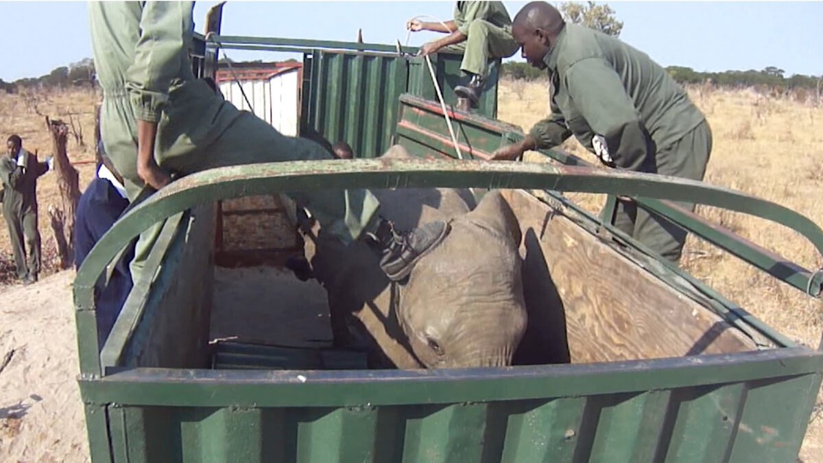 Un vídeo muestra la caza secreta de elefantes para llevarlos a zoos chinos