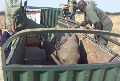 Un vídeo muestra la caza secreta de elefantes para llevarlos a zoos chinos