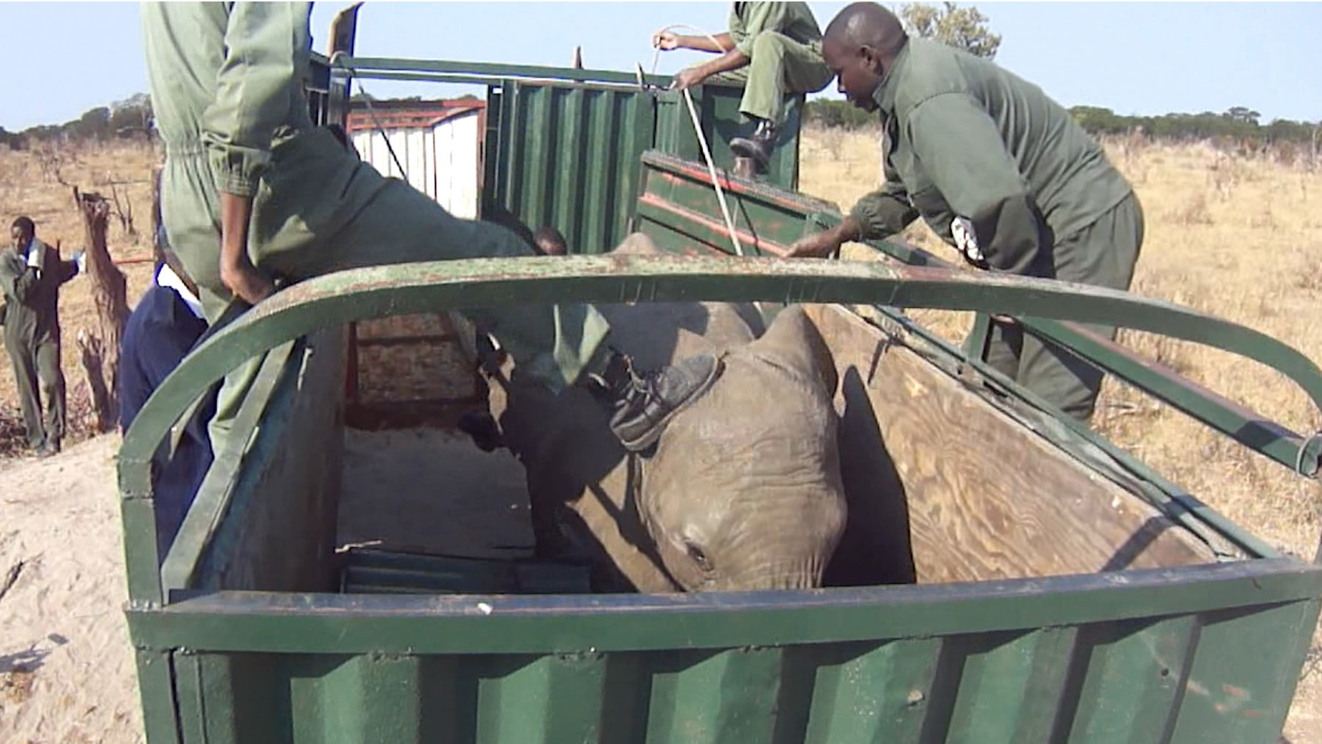 Un vídeo muestra la caza secreta de elefantes para llevarlos a zoos chinos