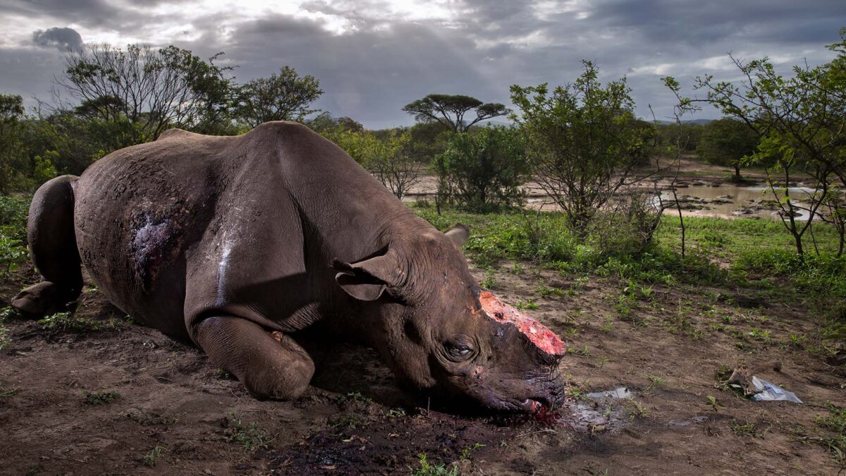 Wildlife Photographer of the Year 2017, las imágenes de animales más espectaculares del año