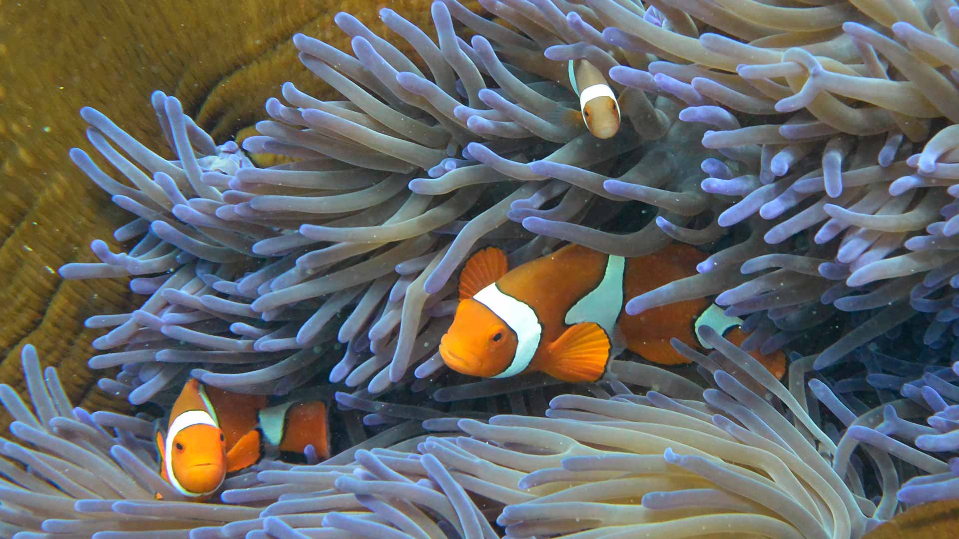 Científicos descubren el ‘corazón’ resistente de la Gran Barrera de Coral