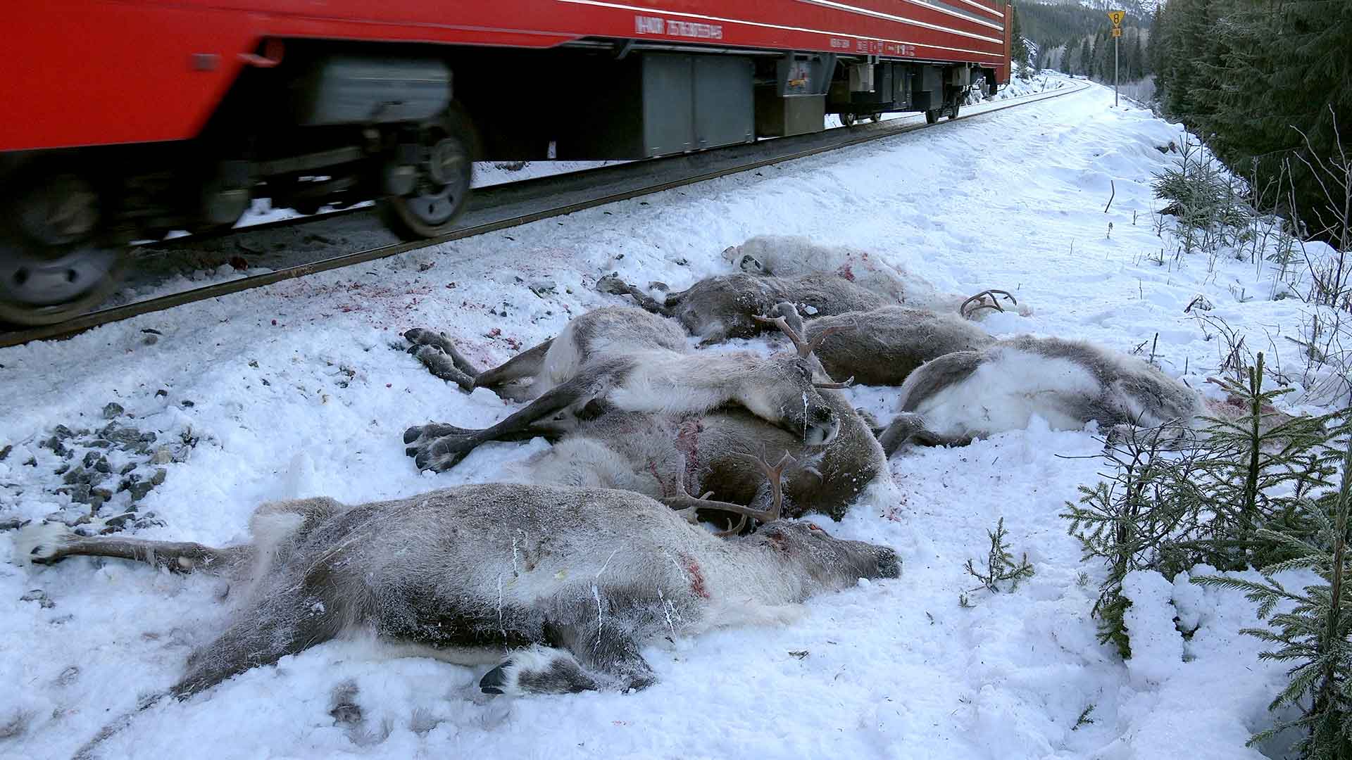 Cien renos mueren atropellados por trenes en Noruega
