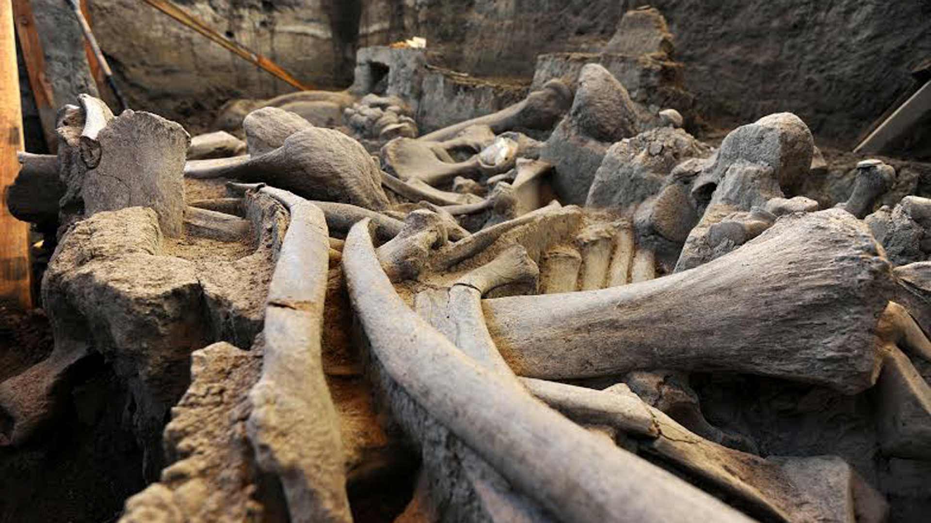 Un grupo de científicos desvela por qué los fósiles de mamut suelen ser de machos