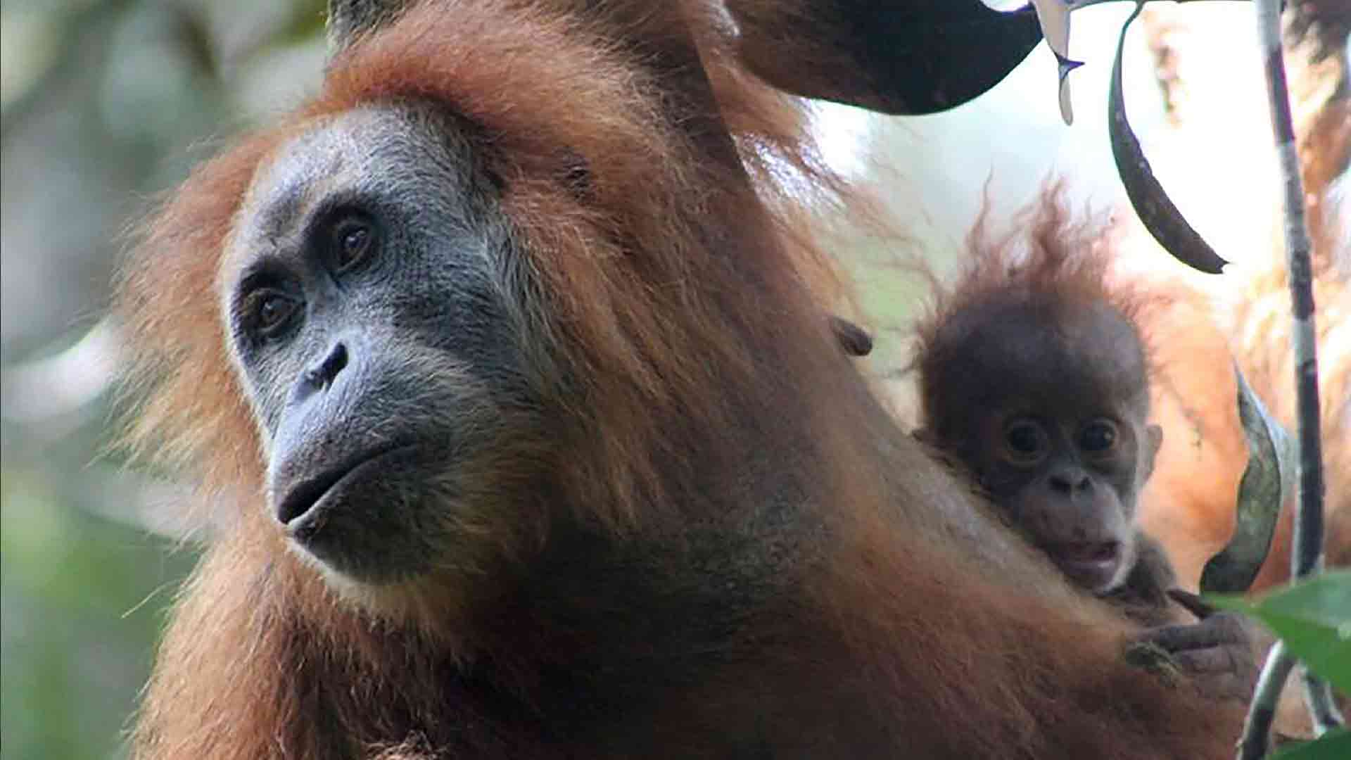 Descubren una nueva especie de orangután en Indonesia