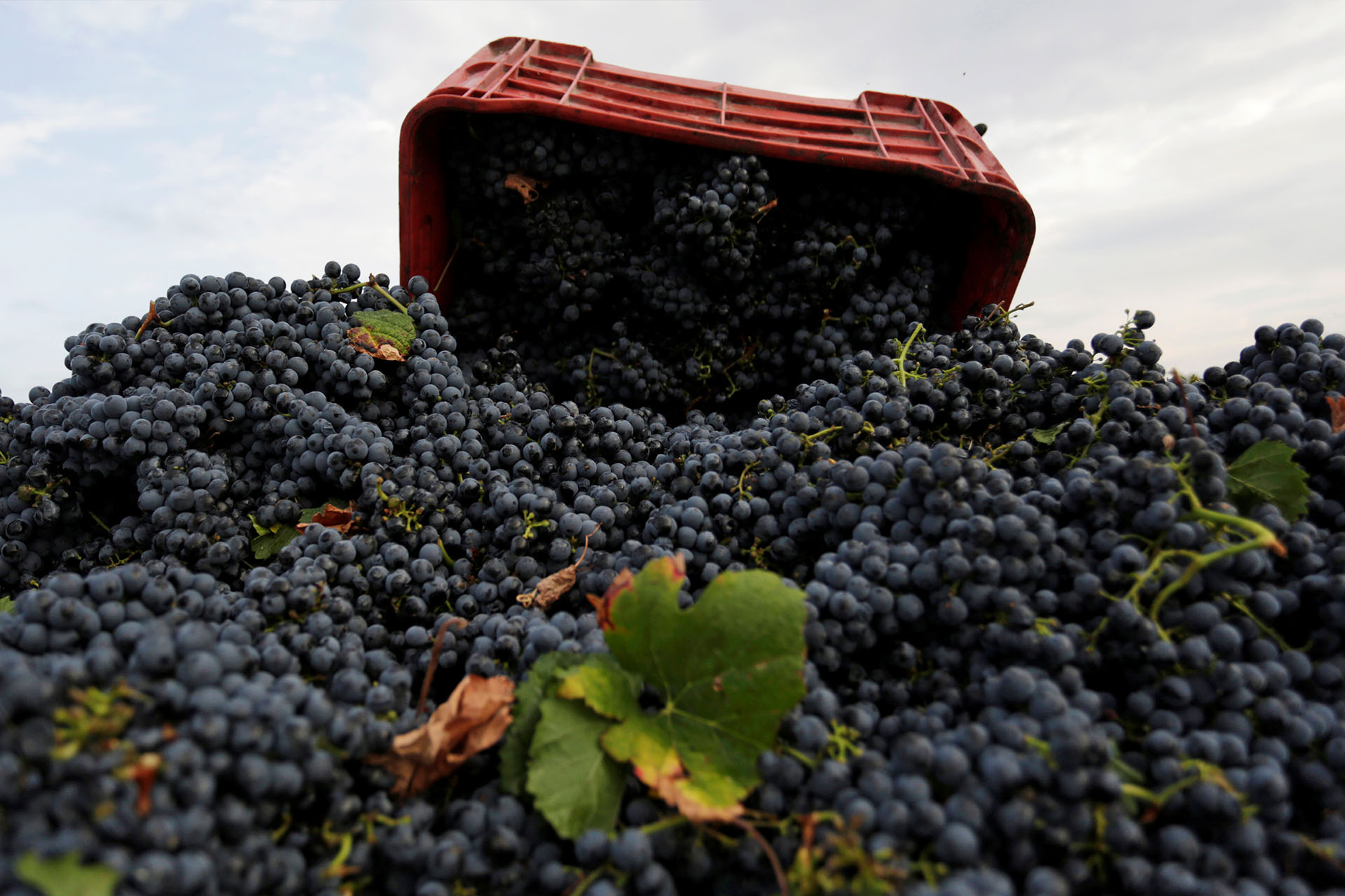 El cambio climático hace posible la producción de vino en lugares que nunca imaginarías 1