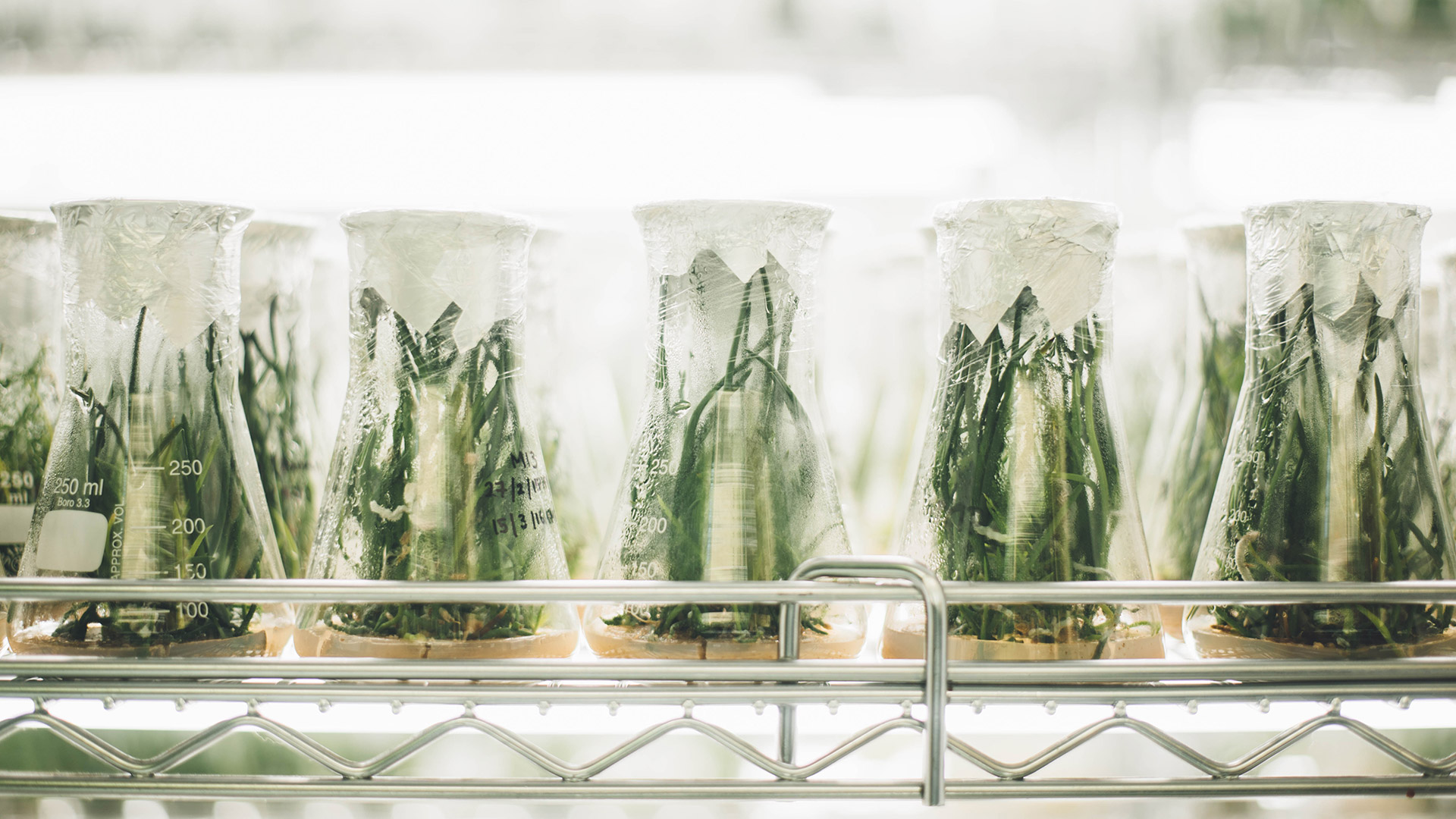 El futuro al que nos acerca la biotecnología: plantas con sabor a carne y zapatos de tela de araña