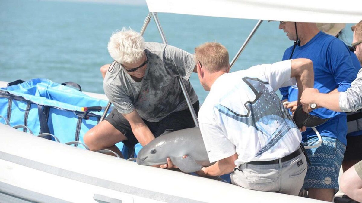 Una vaquita marina capturada para salvar su especie muere en manos de los científicos