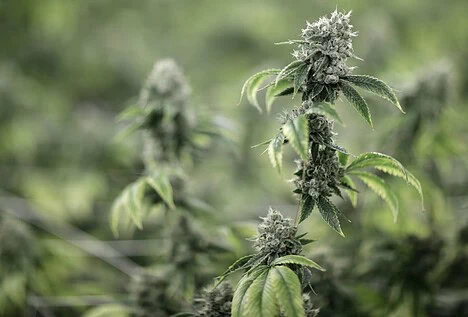 Hallan casi cuatro toneladas de marihuana en un operativo en Paraguay