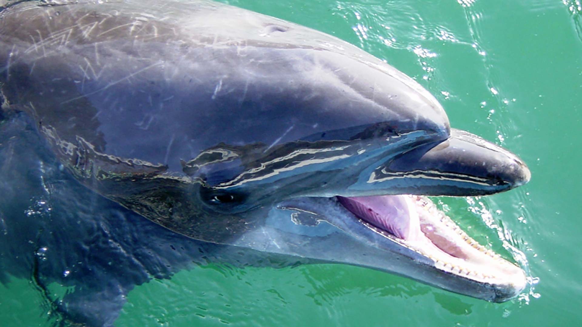 La delfín que más tiempo vivió en cautividad en Japón muere en un acuario