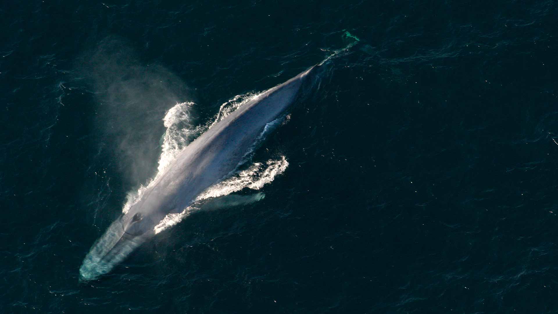 Las ballenas azules son diestras en aguas profundas y zurdas cerca de la superficie